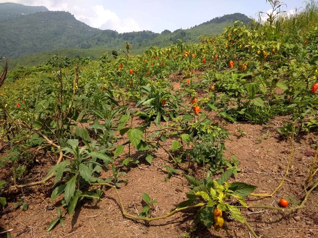 Naga King Chilli farm in Nagaland